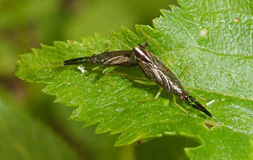 Réf. 185 682 : Heterotoma planicornis